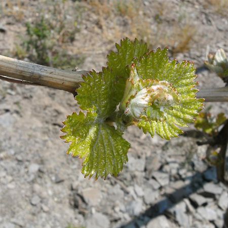 Weinhotel Hubertus Garni Klotten Zewnętrze zdjęcie