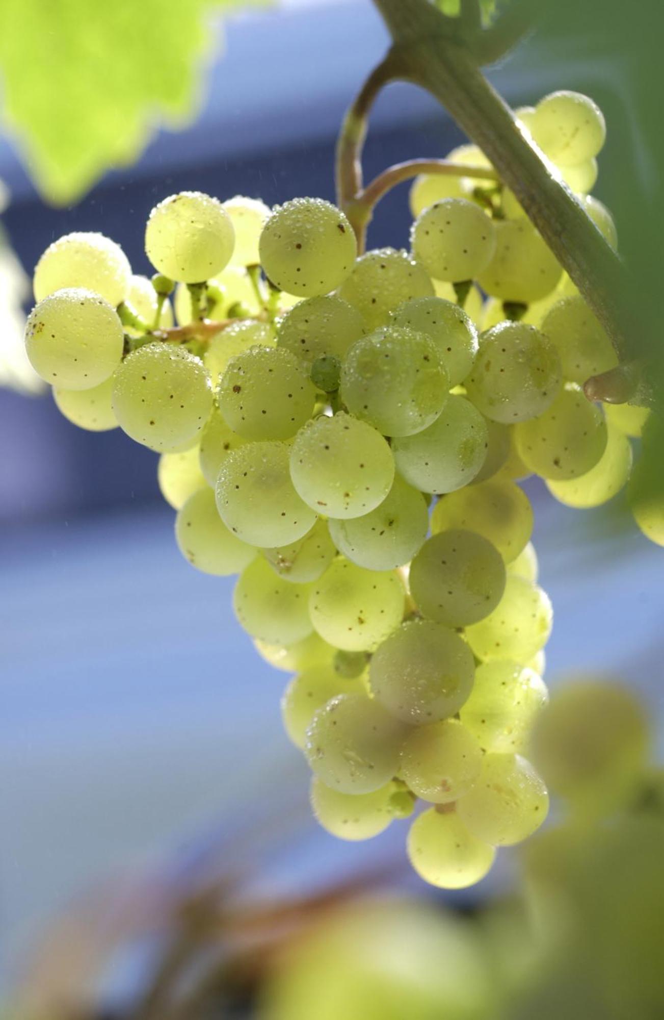 Weinhotel Hubertus Garni Klotten Zewnętrze zdjęcie