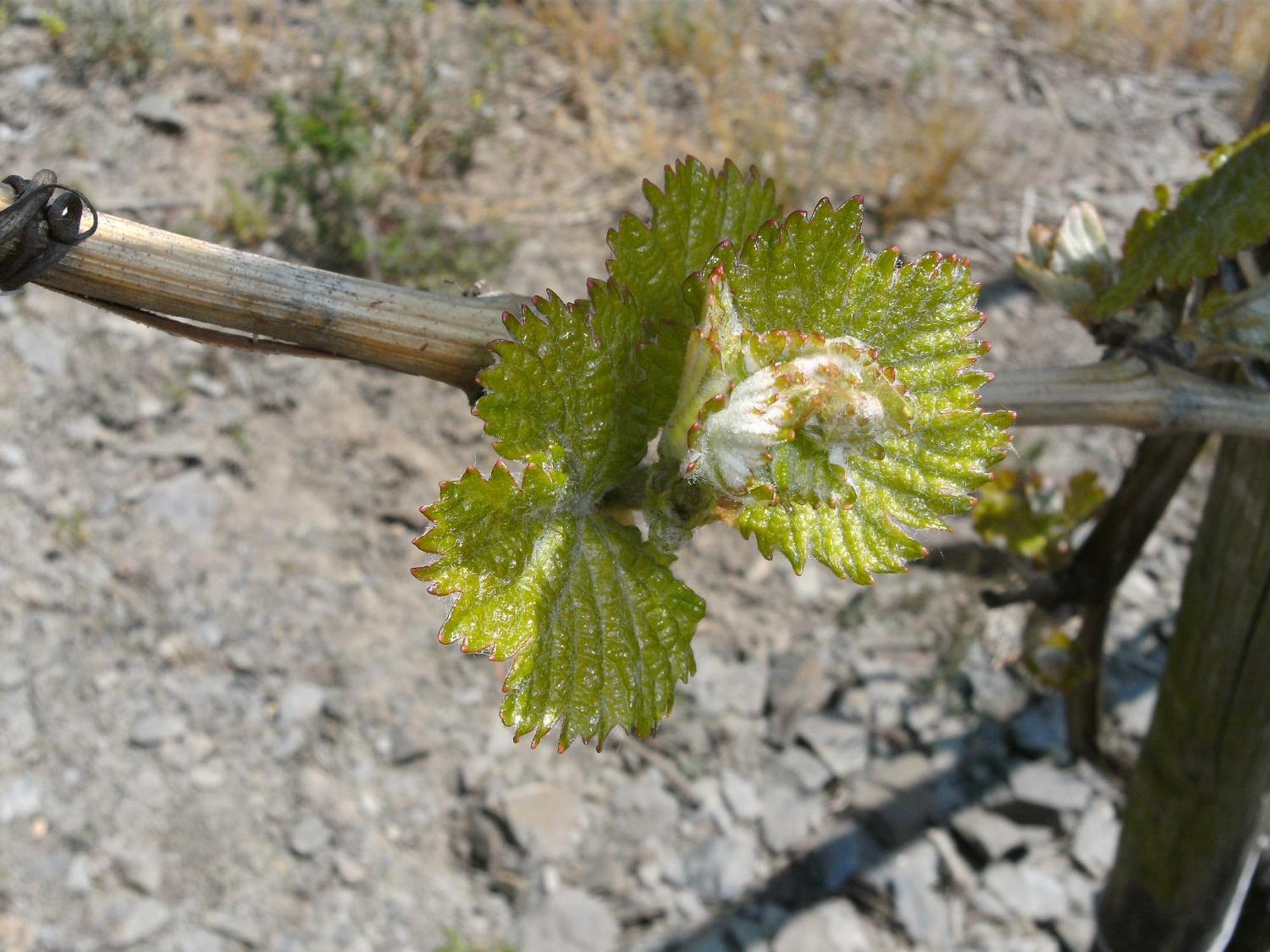 Weinhotel Hubertus Garni Klotten Zewnętrze zdjęcie
