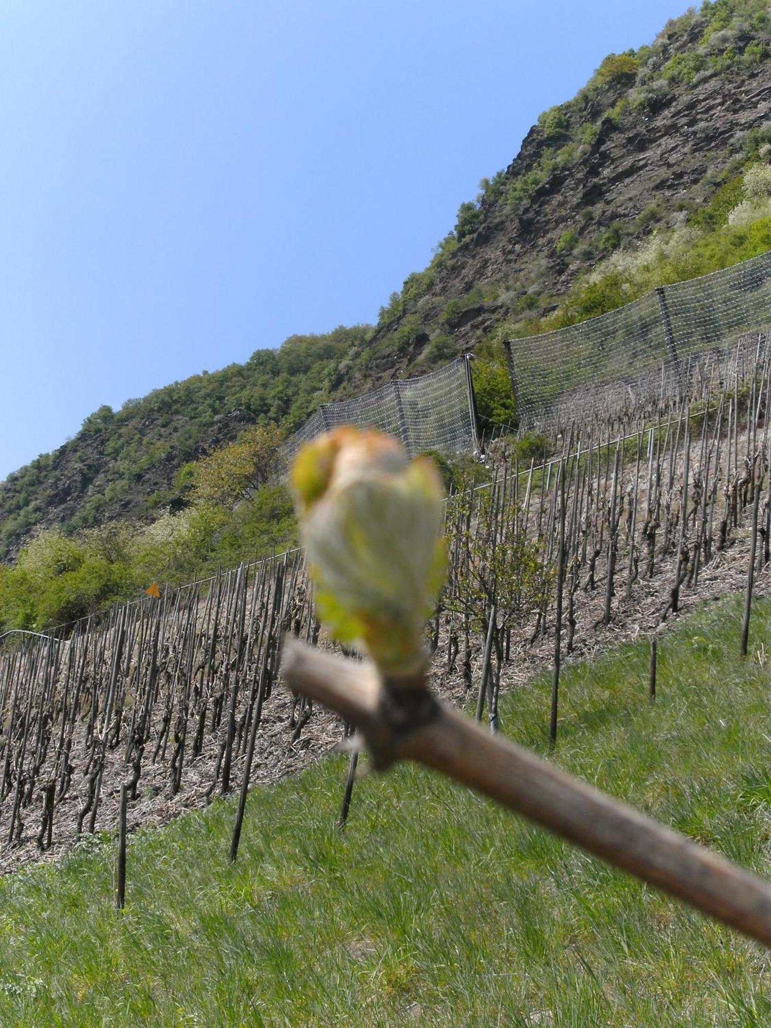 Weinhotel Hubertus Garni Klotten Zewnętrze zdjęcie
