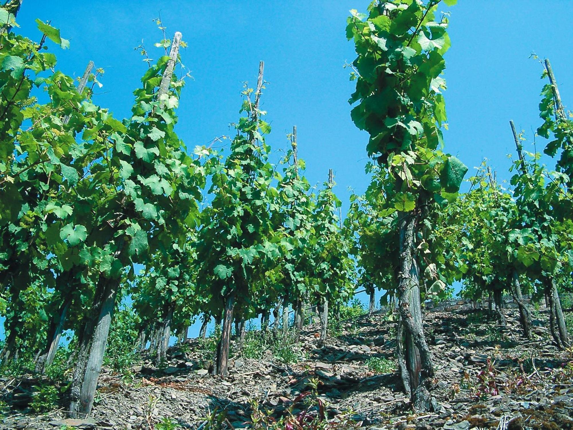 Weinhotel Hubertus Garni Klotten Zewnętrze zdjęcie
