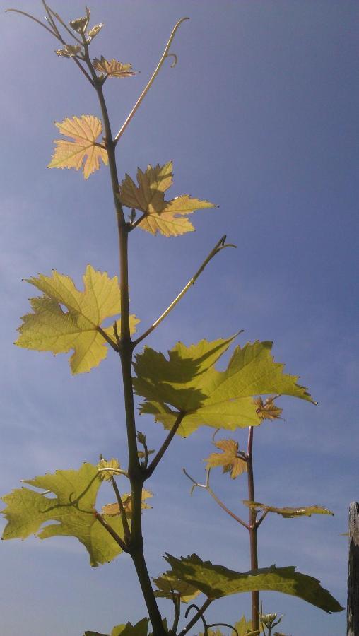 Weinhotel Hubertus Garni Klotten Zewnętrze zdjęcie