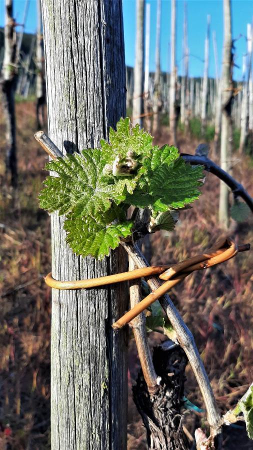 Weinhotel Hubertus Garni Klotten Zewnętrze zdjęcie